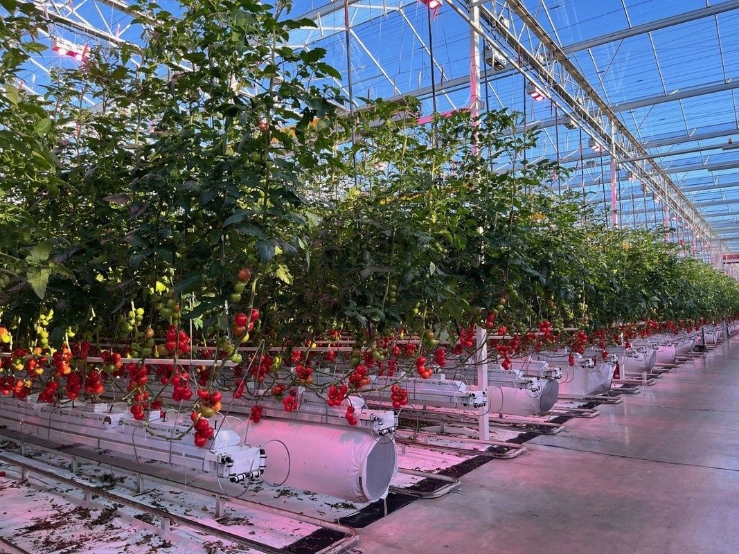 Goedkeuring voor projectinnovaties in de glastuinbouw
